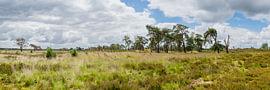 Panorama of the Kalmthoutse Heide Border Park