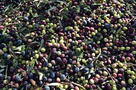 Olivenernte in einer Tonne