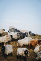 Isländische Schafe im nüchternen holländischen Ton von Texel | Fine Art Nature Photography in the Ne