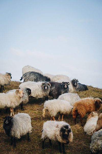 Isländische Schafe im nüchternen holländischen Ton von Texel | Fine Art Nature Photography in the Ne von Evelien Lodewijks