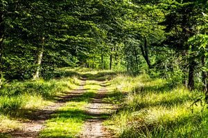 Wandelpad in bos in Drents-Friese Wold