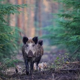 Wild boar in the Veluwe by Tom Zwerver