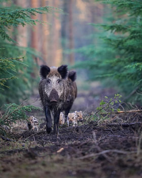 Wildschweine in der Veluwe