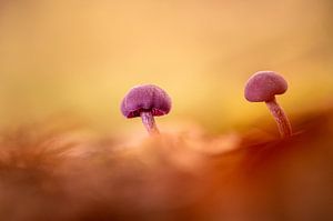 Champignon améthyste sur Stijn Smits