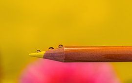 Reflektierte Gerbera auf drei Tropfen Wasser von Gea Gaetani d'Aragona