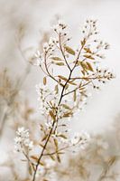 Beautiful natural colours
