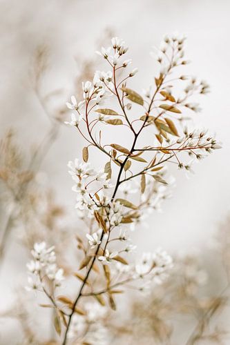 Mooie natuurlijke kleuren