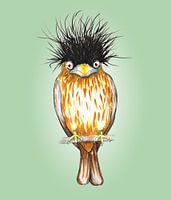 Brahminy starling