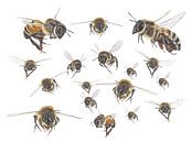 Honingbijen vlucht van Jasper de Ruiter thumbnail