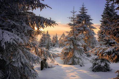 Small spruce trees in the Harz Mountains by Steffen Henze