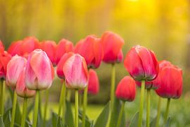 Tulip Festival at the Keukenhof by Andy Luberti