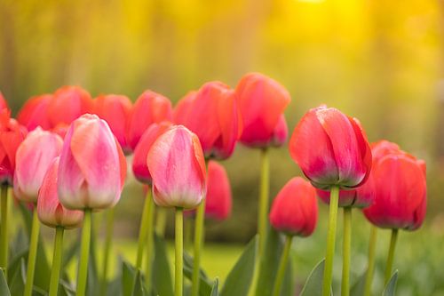 Tulpenfest auf dem Keukenhof