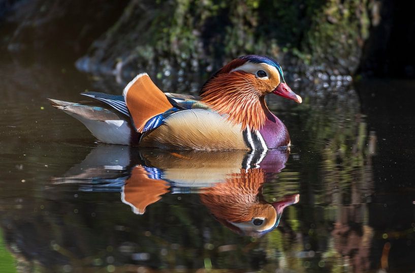 Mandarin duck by Merijn Loch
