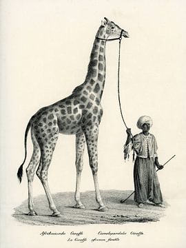 Afrikanische Giraffe von Liesbeth Govers voor Santmedia.nl