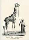 African Giraffe by Liesbeth Govers voor Santmedia.nl thumbnail