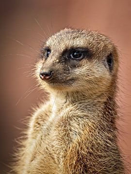 Meerkat by Rob Boon