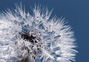 Pusteblume 