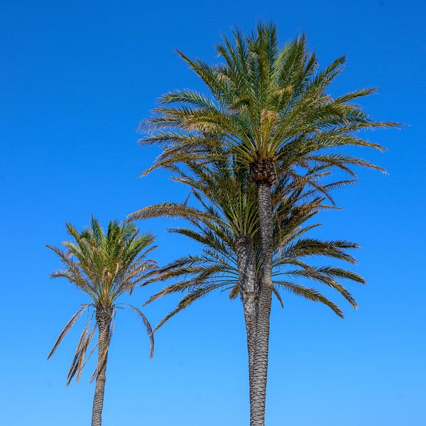 palm tree by John van Gelder