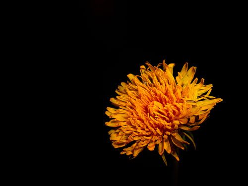 dandelion