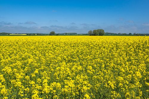 Koolzaadveld met bomen en blauwe lucht bij Parkentin