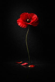 Red Poppy on Black Background – Dramatic Minimal Floral Wall Art