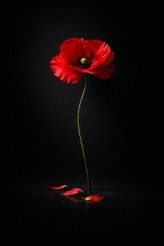 Rode klaproos op zwarte achtergrond – Dramatische minimalistische bloemenwanddecoratie van Berong Kece