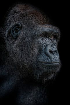 Zeer indringend portret van een gorilla dame