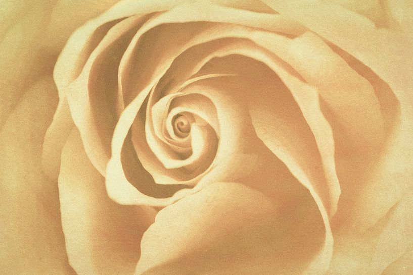 Rose by Marianne Twijnstra