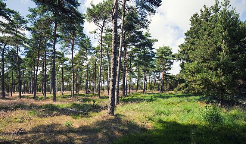 Forest by Bo Valentino