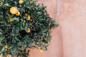 Tropical Oranges | Moroccan travel photography | Art Print by Yaira Bernabela