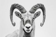 Steinbock von Poster Art Shop Miniaturansicht