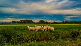 4 op een rij von Sparkle King