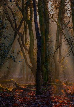 Herfst in het mantingerbos van Eelke Brandsma