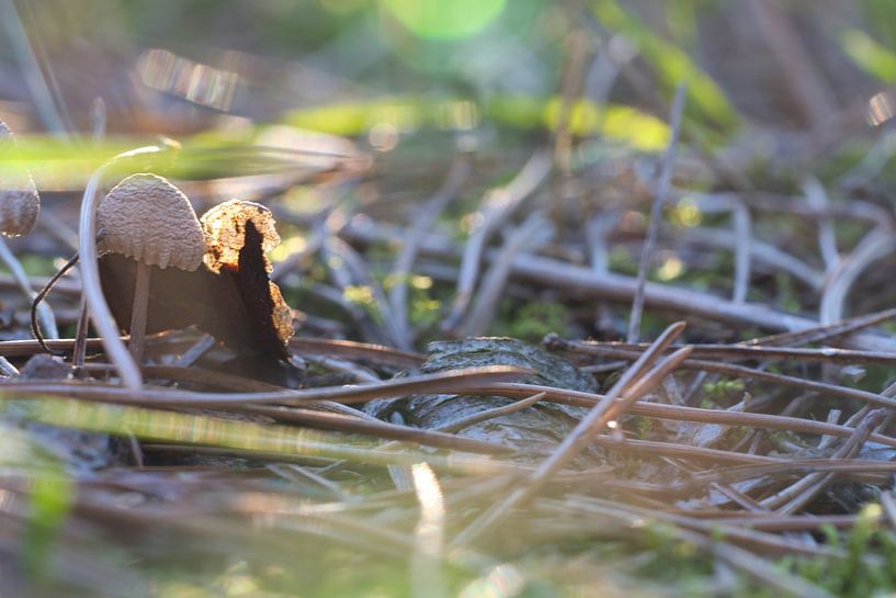 Delicate paddenstoelen filigraan op de bosgrond van Martin Köbsch