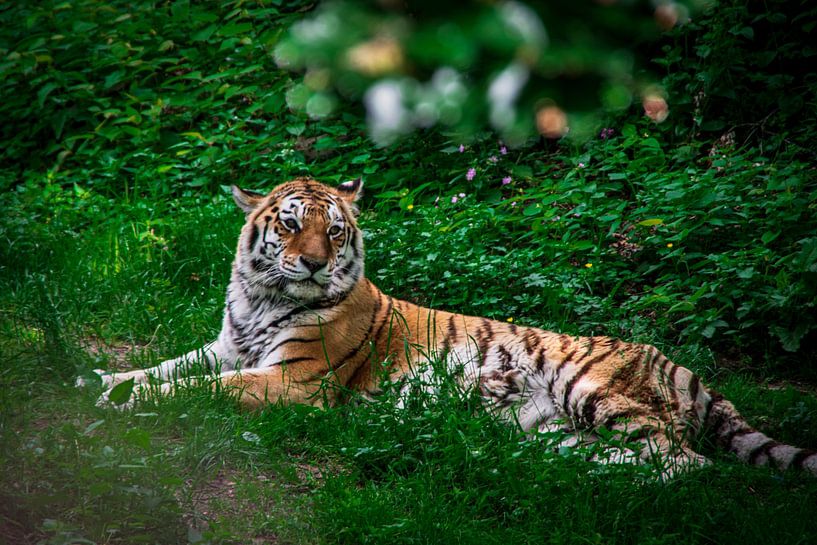 The tiger in the grass by Denise Vlieland