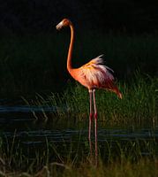 Phoenicopterus ruber in avondlicht