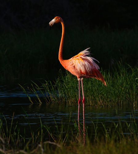 Phoenicopterus ruber à la lumière du soir