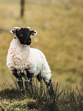 Scottish Sheep by Arun Shanmugampillai