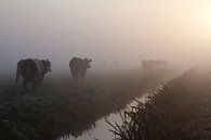 Koeien in de mist  van Dolf Siebert thumbnail