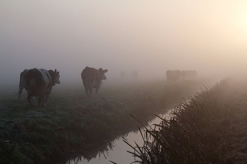 Koeien in de mist  van Dolf Siebert