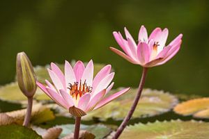 Water lily on a lagoon sur Rico Ködder