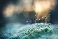 Frozen Moss by Maayke Klaver thumbnail