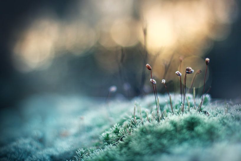 Frozen Moss by Maayke Klaver