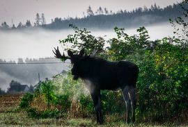 Elch am Morgen von mario proeter