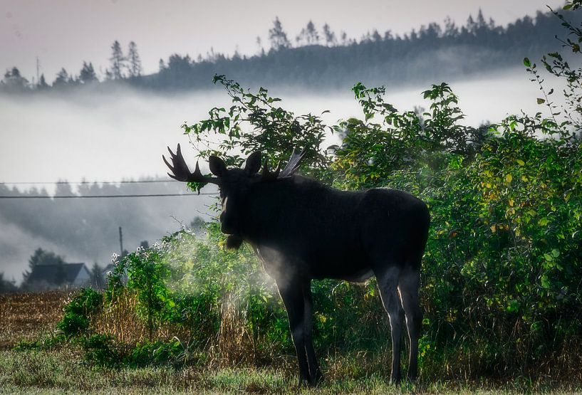 Moose in the morning by mario proeter