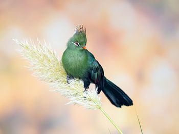 Schöner Livingstones-Turaka