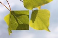 Fußacher Bucht_Nature-Art-Installation