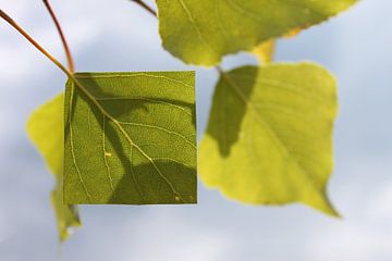 Fußacher Bucht_Nature-Art-Installation