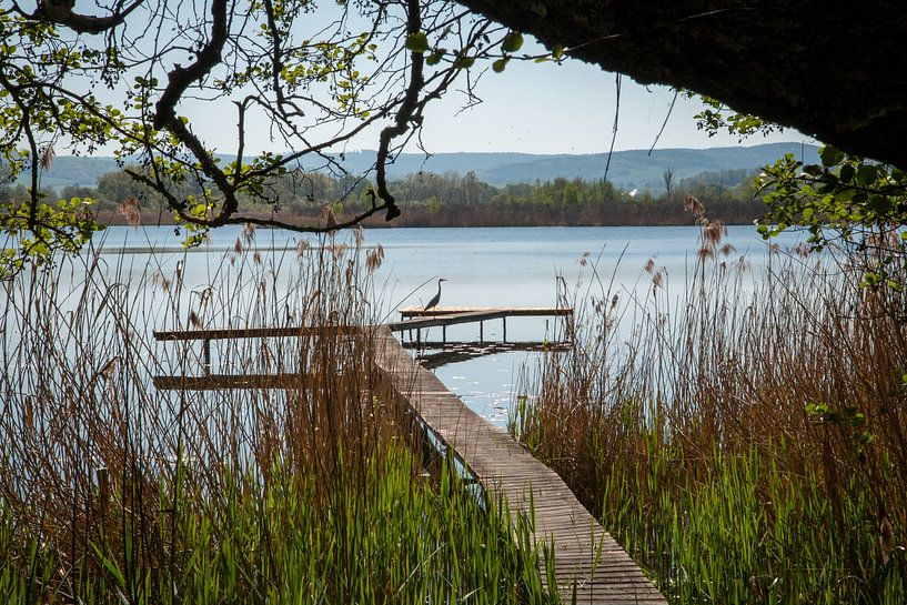 Reiher auf dem Steg am Breitunger See von Suzanne Schoepe