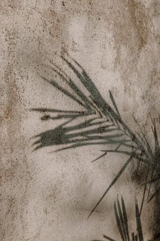 Shady plant | Mediterranean